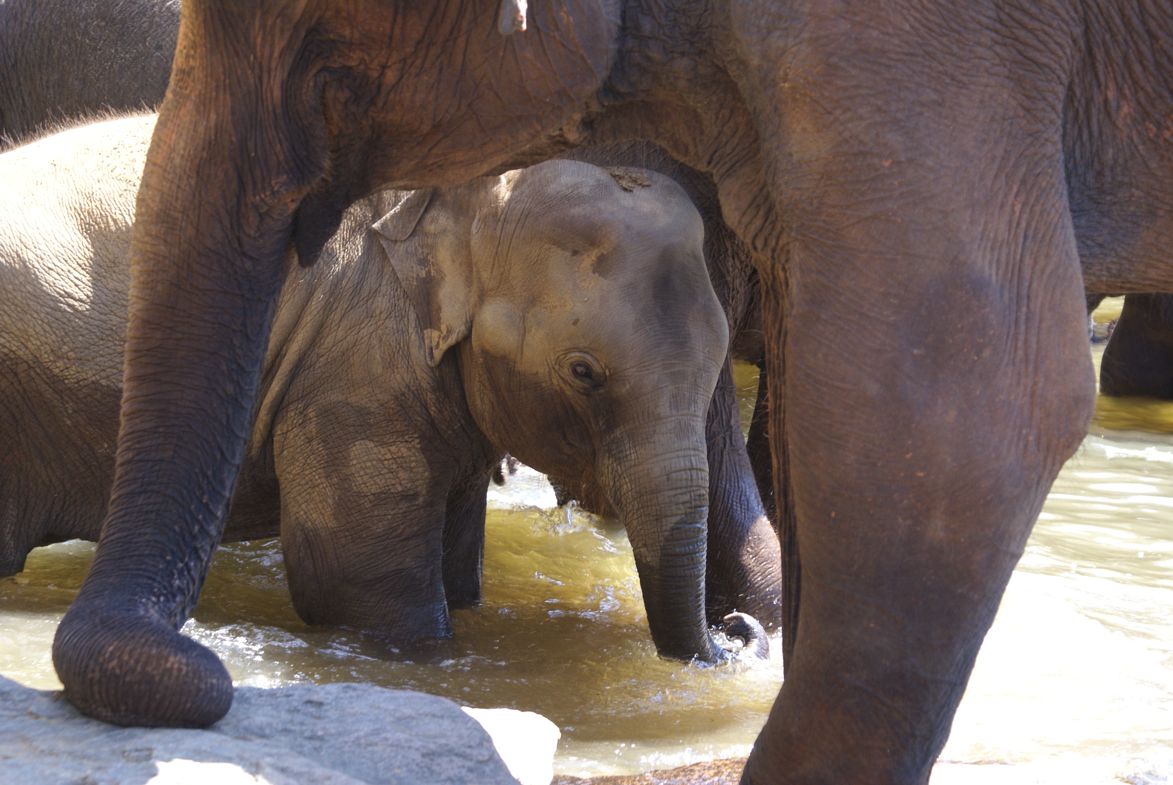 Baby Elephant, Sri Lanka